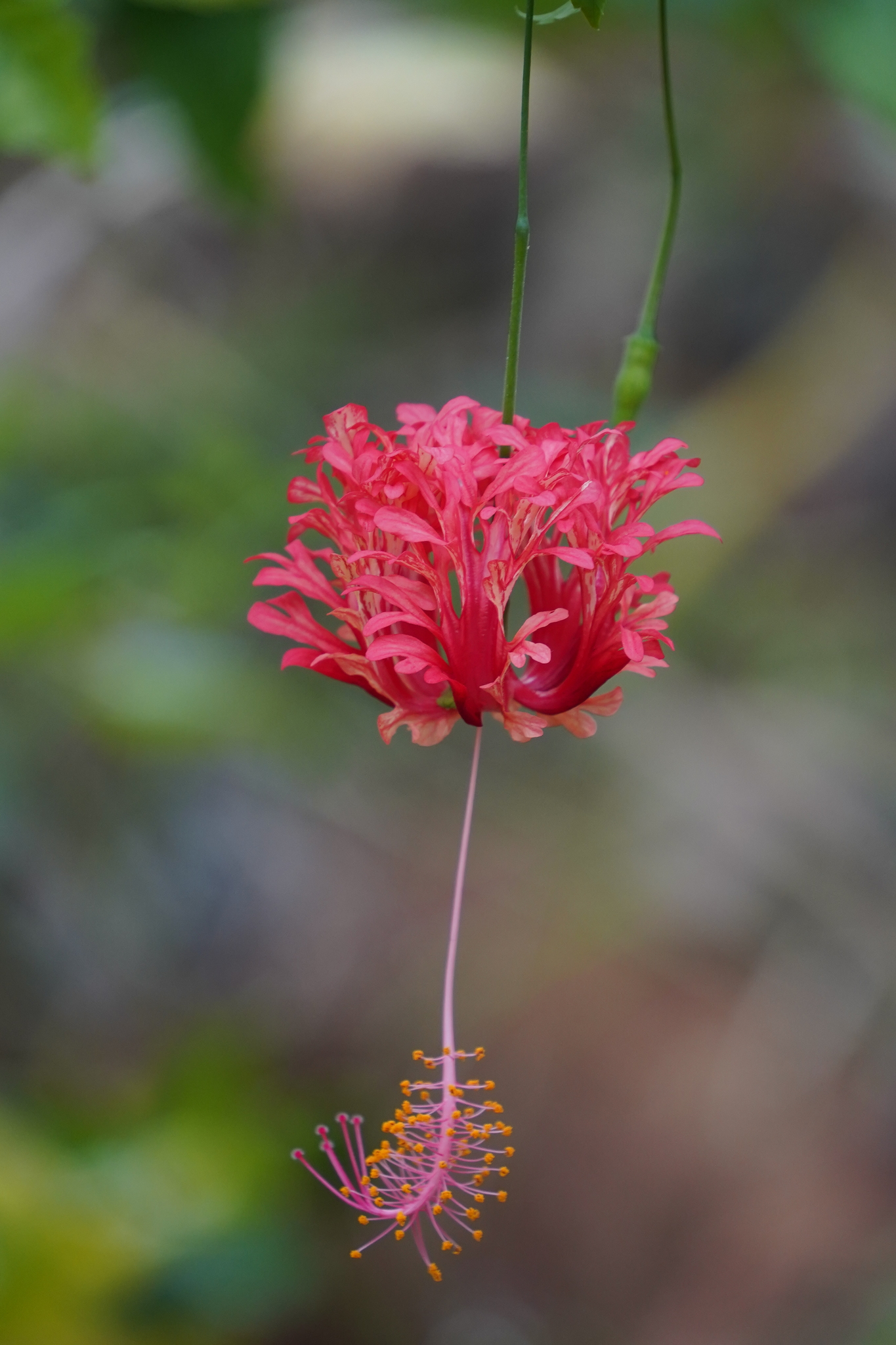 Imagem de Hibisco-aranha