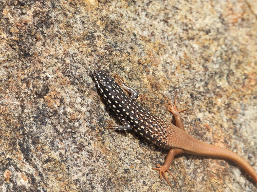 Boulder Mabuya, Trachylepis vato