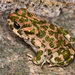 Green Toad - Photo (c) Paolo Mazzei, some rights reserved (CC BY-NC), uploaded by Paolo Mazzei