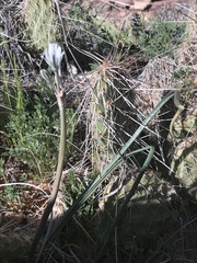 Androstephium breviflorum