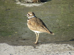 Charadrius vociferus