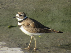 Charadrius vociferus