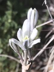 Androstephium breviflorum