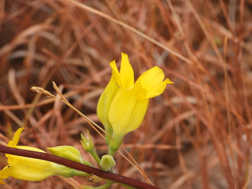Image of Pachypodium horombense by (c) amantedarmanin, some rights reserved (CC BY)