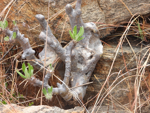 Image of Pachypodium horombense by (c) amantedarmanin, some rights reserved (CC BY)