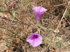 Ipomoea holubii, photograph author not stated, no rights reserved