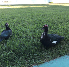 Cairina moschata domestica