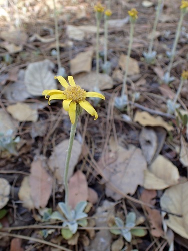 Flagstaff ragwort (Senecio actinella)