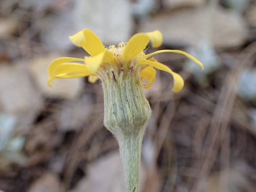 Image of Flagstaff Ragwort (Senecio actinella) by (c) Sue Carnahan, some rights reserved (CC BY)