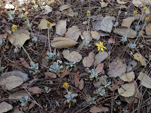 Image of Flagstaff Ragwort (Senecio actinella) by (c) Sue Carnahan, some rights reserved (CC BY)