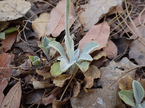 Image of Flagstaff Ragwort (Senecio actinella) by (c) Sue Carnahan, some rights reserved (CC BY)