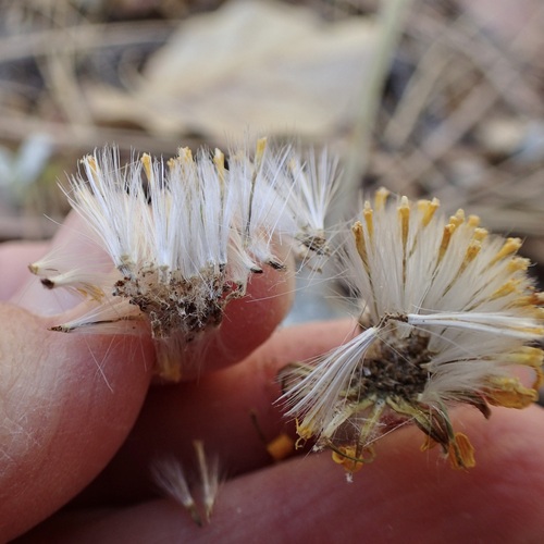 Image of Senecio actinella by (c) Sue Carnahan, some rights reserved (CC BY)