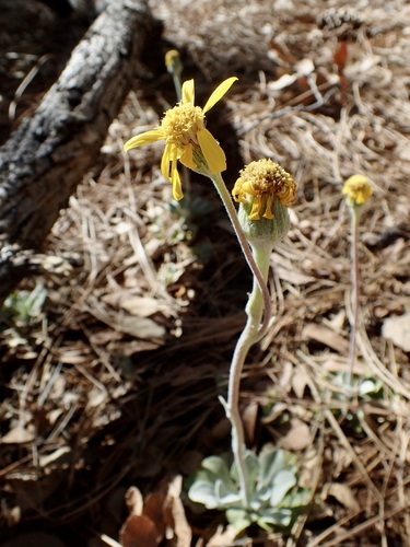 Image of Senecio actinella by (c) Sue Carnahan, some rights reserved (CC BY)