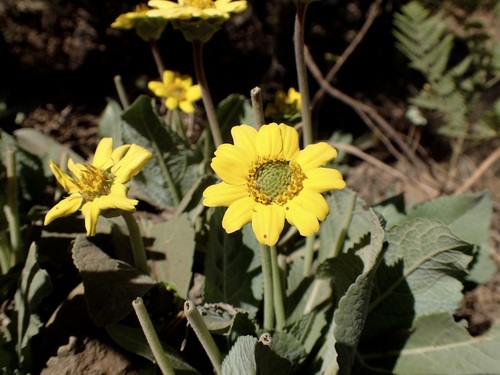 Berlandiera monocephala