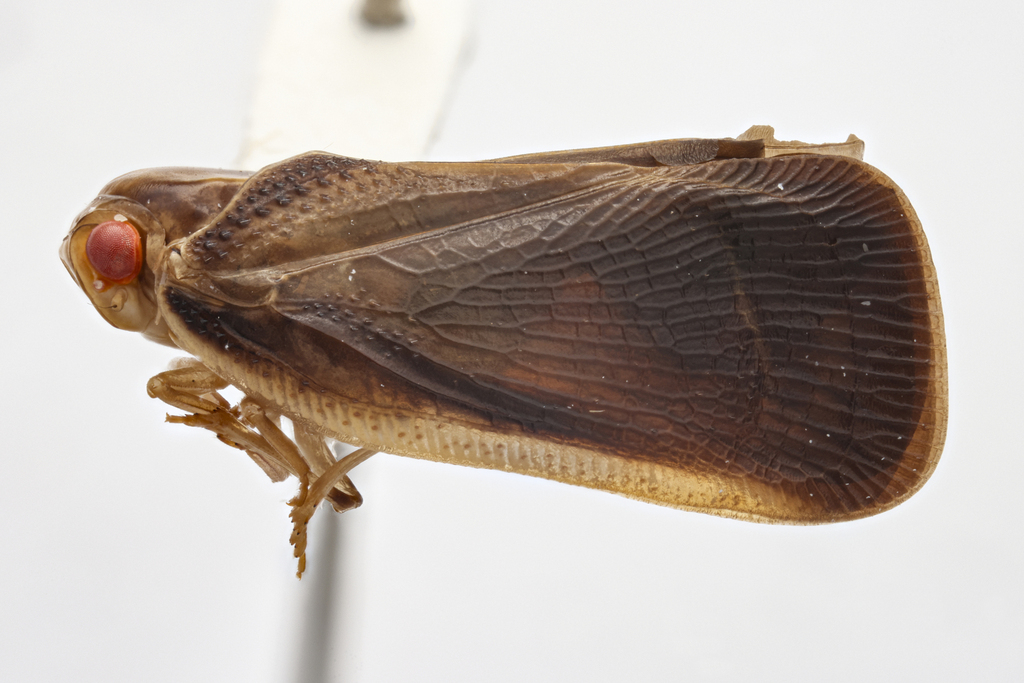Ilesia septempunctata