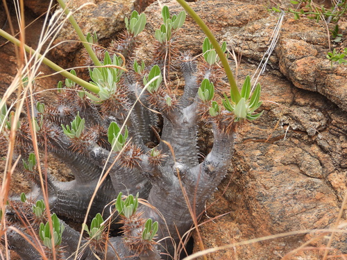 Pachypodium horombense