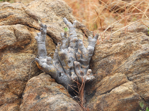 Image of Pachypodium horombense by (c) amantedarmanin, some rights reserved (CC BY)