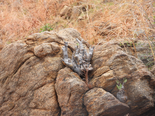 Pachypodium horombense