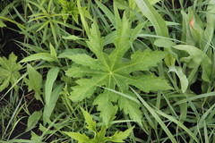 Napaea dioica