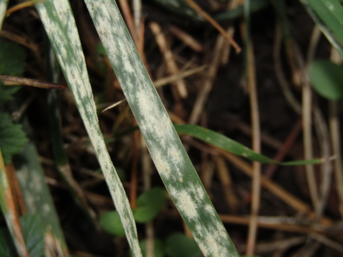 Blumeria dactylidis
