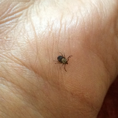 Dermacentor occidentalis