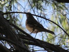 Turdus grayi