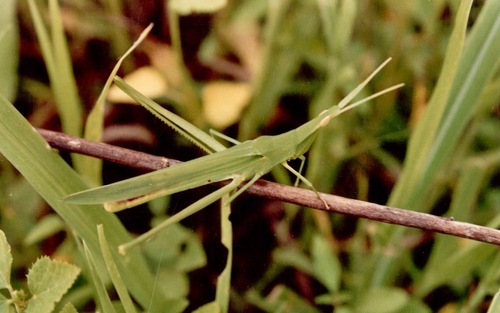 Truxalis johnstoni