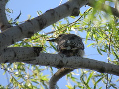 Melanerpes aurifrons