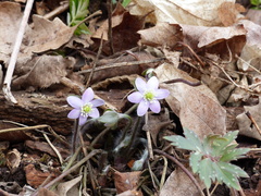 Hepatica americana