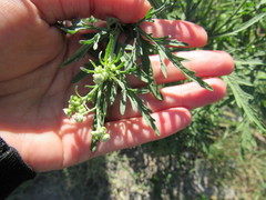 Parthenium hysterophorus