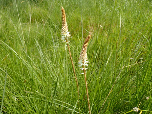 Small White Poker (Kniphofia buchananii)