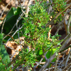 Phyllocoptes fructiphilus