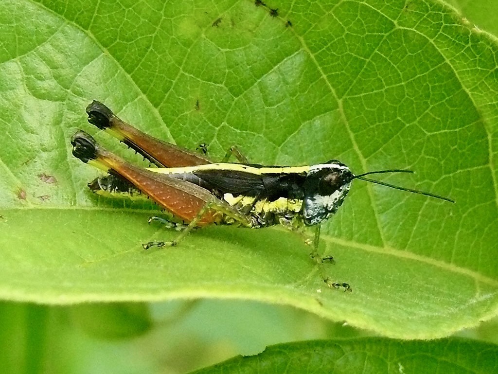 Zacompsa pedestris