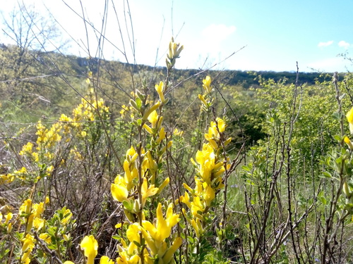 Chamaecytisus lindemannii, photograph 2