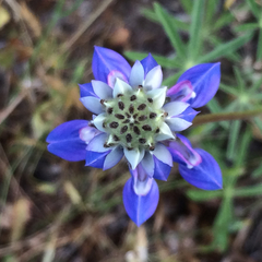 Lupinus nanus
