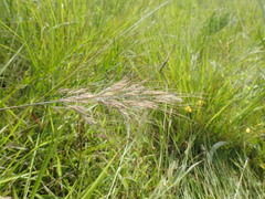 African bluegrass (Loudetia simplex)