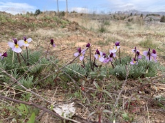 Viola beckwithii