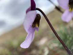 Viola beckwithii