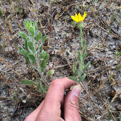 Heterotheca sessiliflora