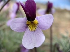 Viola beckwithii