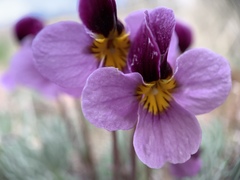 Viola beckwithii