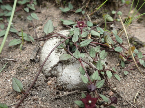Ceropegia pulchellior