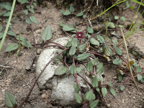 Ceropegia pulchellior