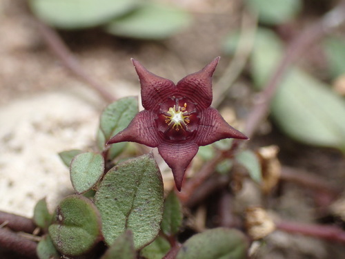 Ceropegia pulchellior