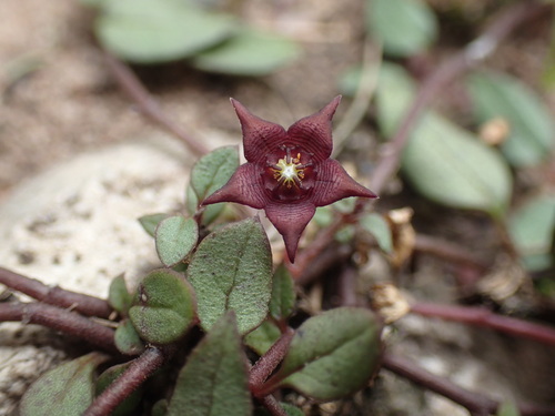 Ceropegia pulchellior