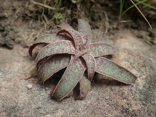 Crassula alba