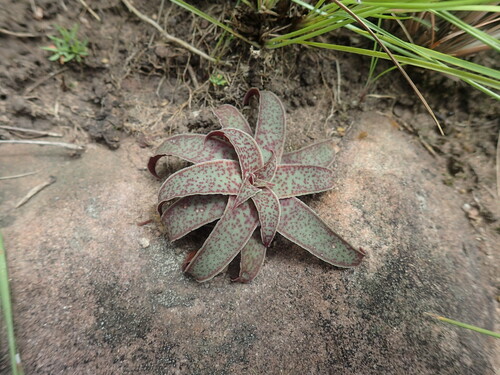 Crassula alba