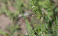 Lestes australis