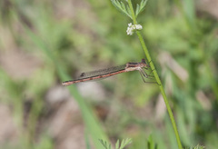 Lestes australis
