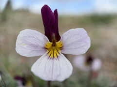 Viola beckwithii